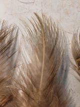 Beaul review photo