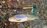 Bob C. review photo