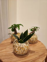 Nokko review photo