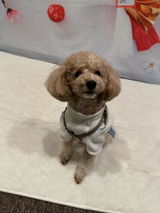 鹿肉ドッグフード 成犬用・小粒ドライタイプ