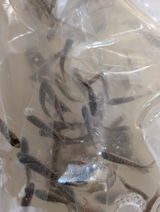 Aagchavez review photo