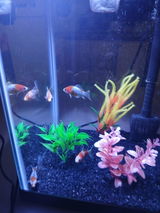 Sirenta P. review photo