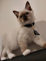 Sakdar review photo