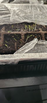 ernest review photo