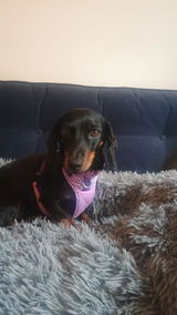 Sammi review photo