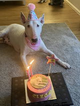 Pawtrait Cake