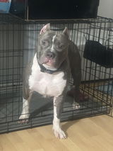 Jess Boi review photo