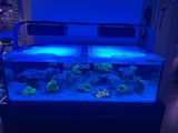 TJ Lemyn Reef review photo
