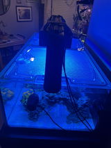 TJ Lemyn Reef review photo