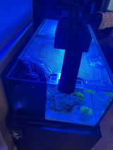 TJ Lemyn Reef review photo