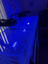 LJ Tropicals review photo