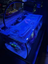 Bela Boros review photo