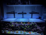 Exotic reefing inc review photo