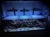 Exotic reefing inc review photo