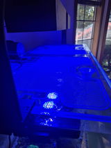 Neptunian 125 review photo