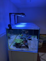 WizReef review photo