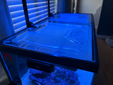 Rarabeanz review photo