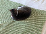Karli review photo
