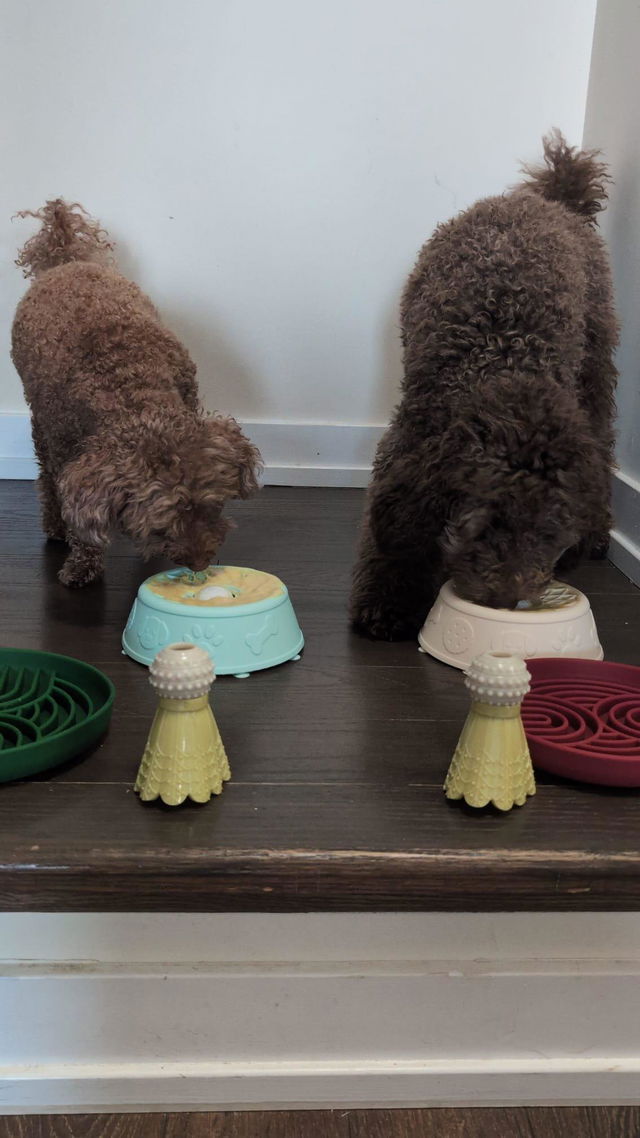 Customer photo from Zoomiesclub's review of The Hush Bowl