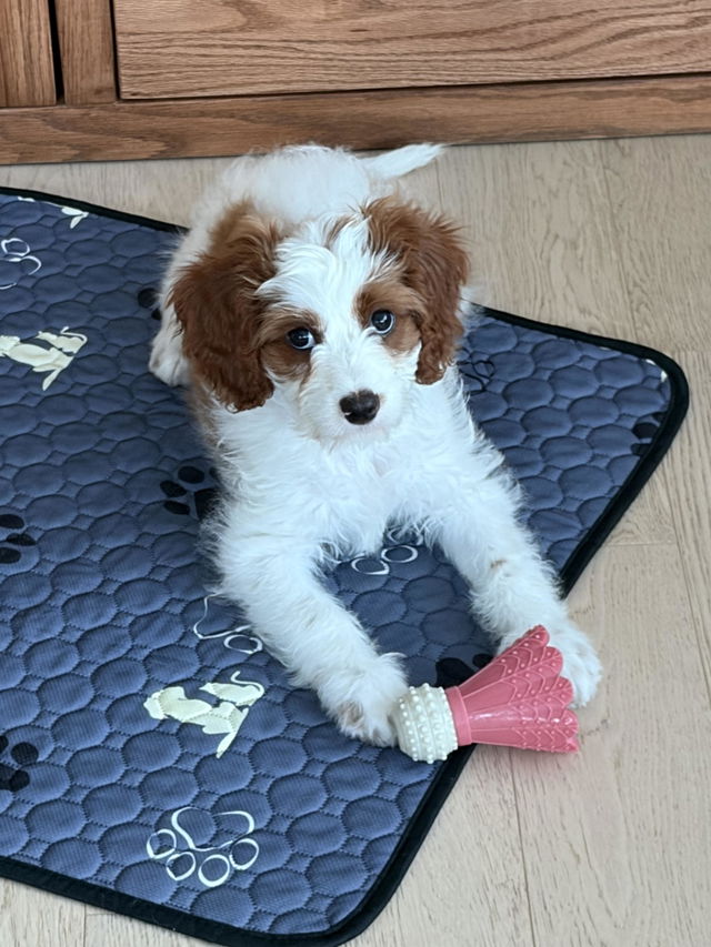 Customer photo from Muriel Rotheram's review of The Busy Chew