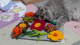 ぴか review photo