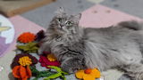ぴか review photo