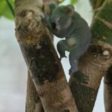 Will Shaver review photo