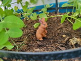 Saarlooswolfhound review photo