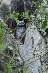 Joliezac review photo