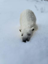 Saarlooswolfhound review photo
