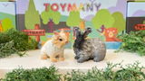 dutch_animalcollector review photo