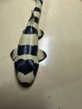 costsa review photo