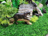Saarlooswolfhound review photo