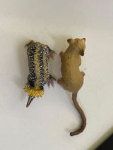 TheoMiniBeasts review photo