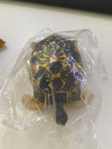 MarcoShellscape review photo