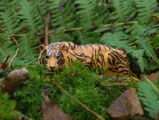 zoo_moravia review photo
