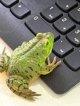 User picture