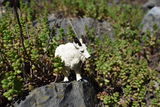 my_minianature_collection review photo