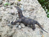 wildlife.collectionse review photo