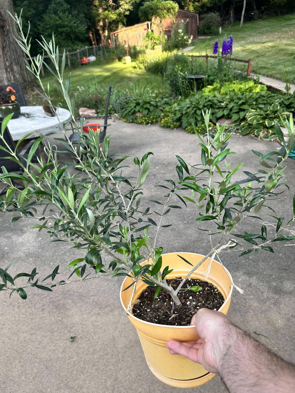 Review photo from a customer