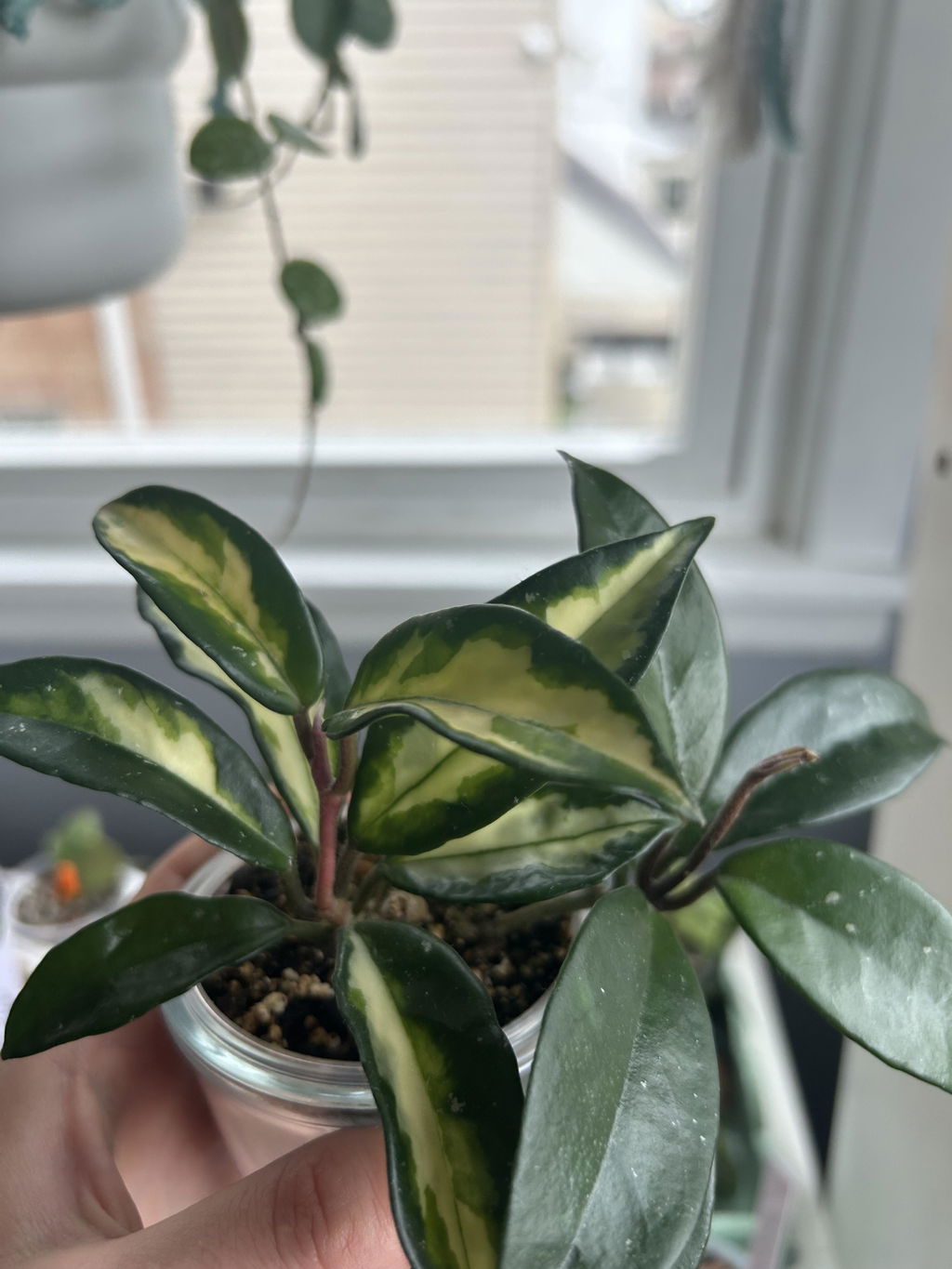 Review photo from Kateryna