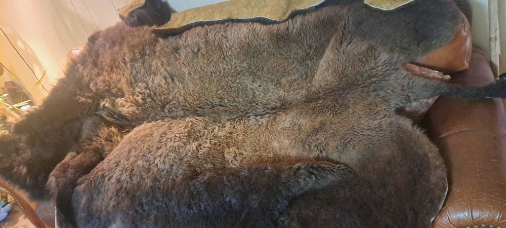 Bison Hide Rug | First-Grade Hair-On – Natural American Buffalo