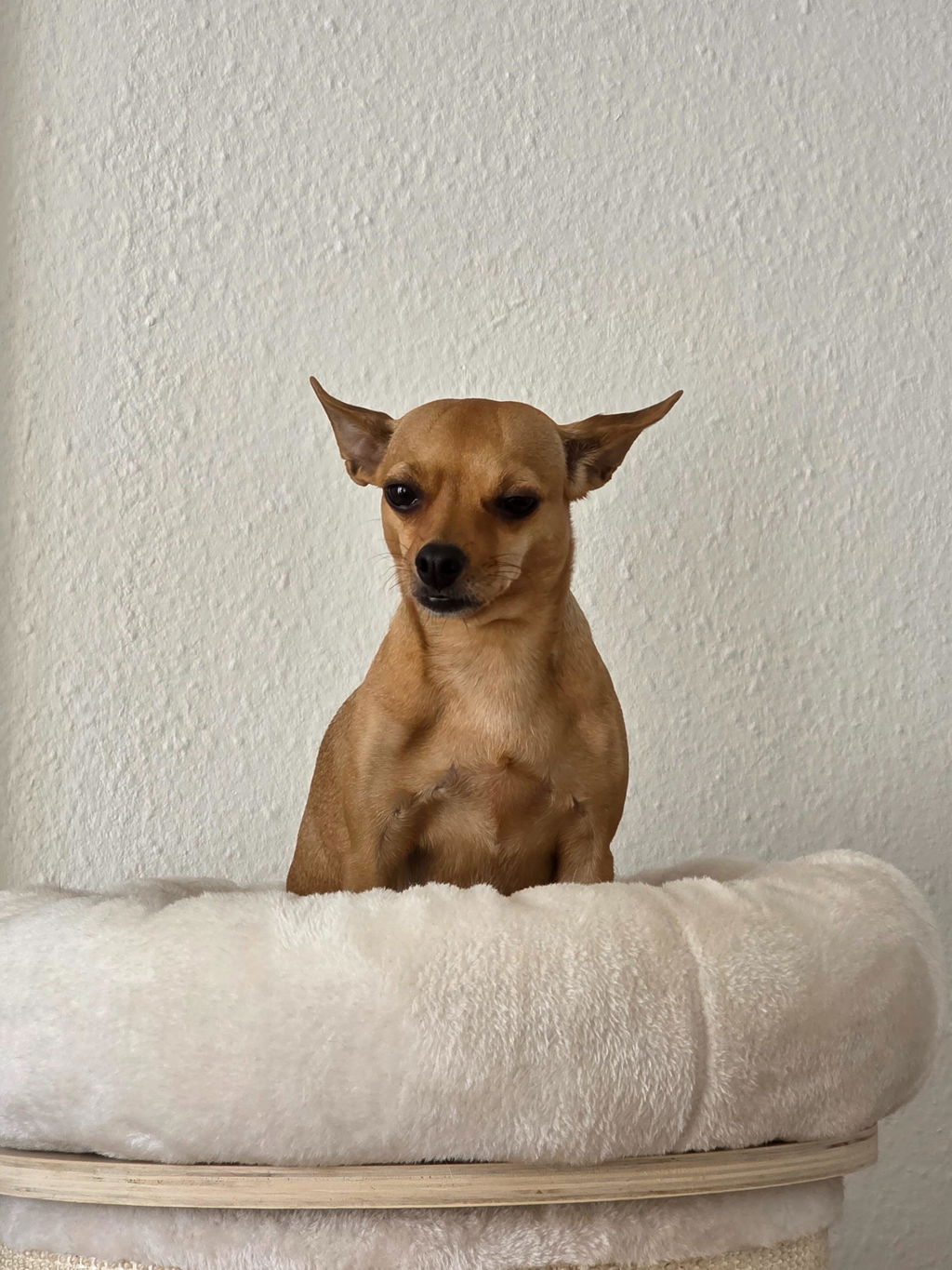 Ohrentropfen