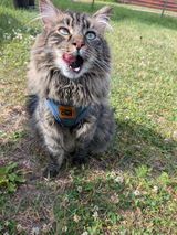 Monster Kitty review photo
