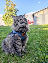Monster Kitty review photo