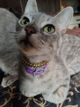 Millie D review photo