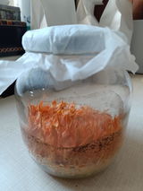 Anonimni 🍄 review photo