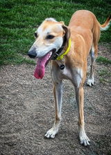 Ellie Race review photo