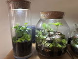 Terrarium Cork Lid with Light - Various Sizes
