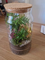 Large DIY Terrarium Starter Kit with Optional 4 Plants and Moss | Suitable for Jar 21-25 cm diameter